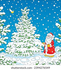 Santa Claus choosing a Christmas tree in a snowy winter forest for the fun holiday, vector cartoon illustration