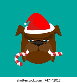 Santa dog and candy cane. Christmas home pet. Xmas bulldog. new year vector illustration