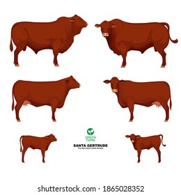 Santa Gertrude - The Best Beef Cattle Breeds. Set Bull, Cow, Calf. Farm animals. Vector Illustration.