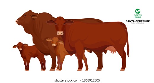 Santa Gertrude - The Best Beef Cattle Breeds. Set Bull, Cow, Calf. Farm animals. Vector Illustration.