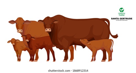 Santa Gertrude - The Best Beef Cattle Breeds. Set Bull, Cow, Calf. Farm Animals. Vector Illustration.