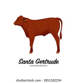 Santa Gertrude Calf - The Best Beef Cattle Breeds. Farm animals. Vector Illustration.