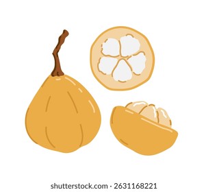 Santol algodão tropical exótico. Sandoricum koetjape, setun, sentul. Inteiro, dividido em metades, descascado e em pedaços. Ilustração à mão desenhada por vetor, isolada sobre fundo branco.