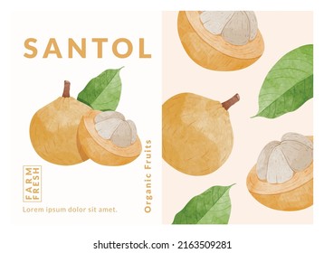 Santol Fruit packaging design templates, watercolour style vector illustration.