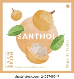 
Santol Fruit packaging design templates, watercolour style vector illustration.