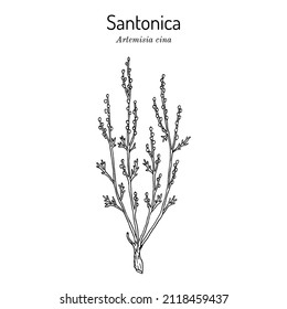 Santonica or Levant wormseed (Artemisia cina), medicinal plant. Hand drawn botanical vector illustration