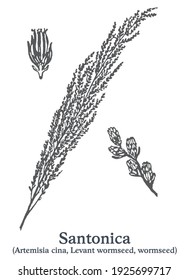 Santonica. Vector hand drawn plant. Vintage medicinal plant sketch.