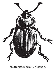 Besouro da seiva, vintage gravada ilustração.
