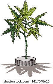 Sap Cannabis Plant Grown By Hydroponics