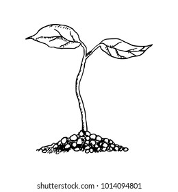 Sapling Hand Drawn Sketch Vector Black On White Background