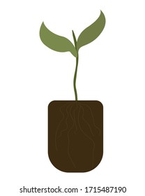 Sapling plant isolated on a white background. Gardening