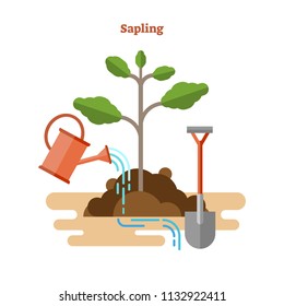 Sapling process flat vector illustration. Drawn gardening and seedling with green sprout, watering can and shovel in dirt and soil. Young tree with stem, brunches and leaves. Ecological botany basics.