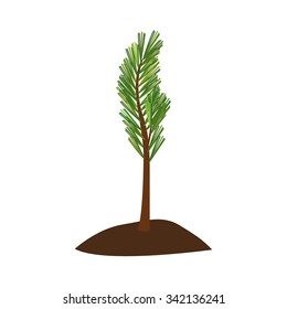 Sapling of Siberian cedar pine (white background)