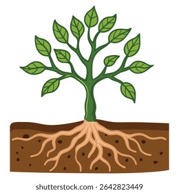 a sapling with soil around the roots of plant
