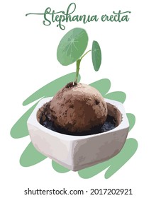 Sapling (Stephania erecta Craib), Ornamental plants for minimalist style home decoration on Green background 