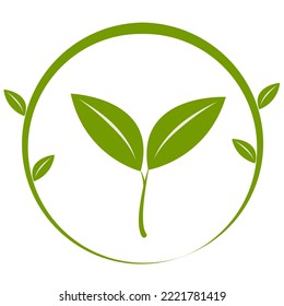 A sapling that grows from a seed becomes a sapling.