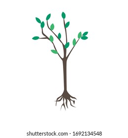 Sapling of a tree or garden plant with roots before planting isolated on a white background for design. Flat vector stock illustration with branches and leaves for design as a gardening concept