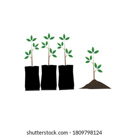 The sapling trees on a white background.