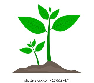 Saplings are green deciduous trees.
