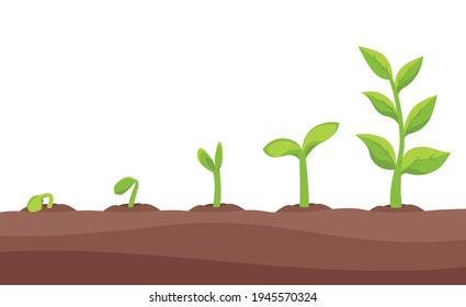 Saplings, Sprouts Growth Stages Vector Drawings Set.