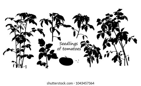 Saplings of tomatoes. Vector