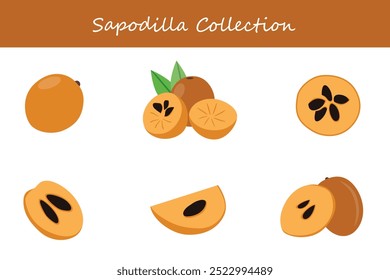 colección de sapodilla en diferentes poses. Ilustración vectorial.