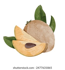 Sapodilla Fruit Design elements. watercolour style vector illustration.