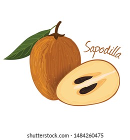 Sapodilla, dibujos de doodle de frutas ilustración vectorial.