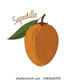 Sapodilla, fruit doodle drawings vector illustration.