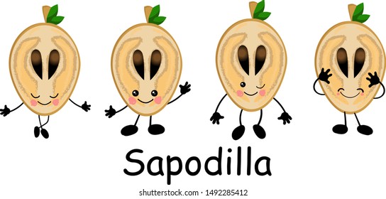 Sapodilla, fruit doodle drawings vector illustration. Manilkara kauki seeds are tropical fruit that are classified as sapodilla