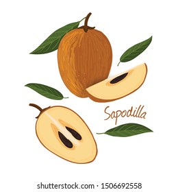 Sapodilla, fruit doodle drawings vector illustration.