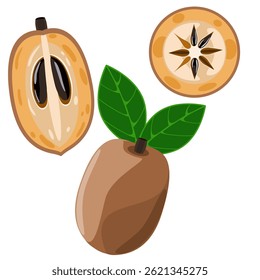 Sapodilla fruit set with whole, cut and sliced vector illustration 