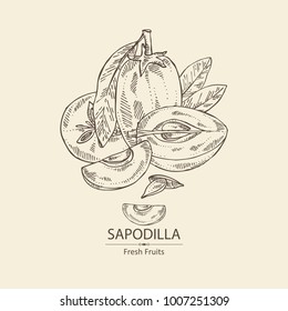 Sapodilla: fruit, sapodilla slice and leaves. Vector hand drawn illustration.