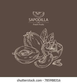 Sapodilla: fruit, sapodilla slice and leaves. Vector hand drawn illustration.