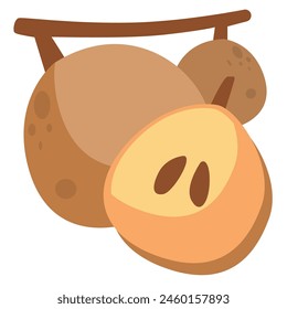 Sapodilla  fruit vector illustration, buah sawo or manilkara zapota isolated on white background, chicozapote clip art
