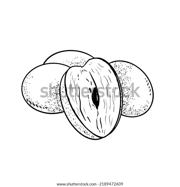 Sapodilla Hand Drawing Illustration Black Color Stock Vector (Royalty ...