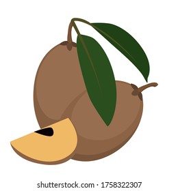 sapodilla plum on white background. Vector illustration