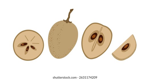 Sapodilla tropical exotic fruit set. Whole, sliced, cut, peeled fruit. Vector hand-drawn illustration, isolated on white background.