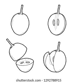 Sapodilla Vector Illustration Hand Drawn Fruit Cartoon Art