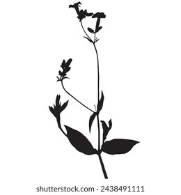 Planta de Saponaria officinalis, ilustración vectorial tomada de un herbario.