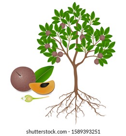 Sapote plant with fruits and flowers on white.