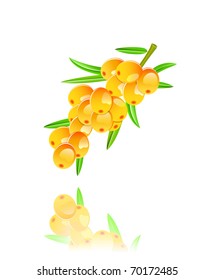 sappy sea-buckthorn berries on wine isolated on white background. Vector EPS8
