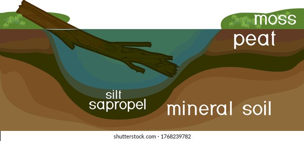 Sapropel y turba en la naturaleza. Estructura de estanques y pantanos con sedimentos de fondo
