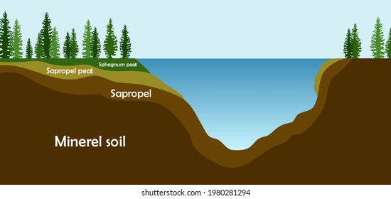 Sapropel and peat in nature. Structure of pond and marsh with bottom sediments. Vector illustration EPS10