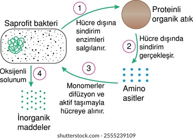 saprophytes, decomposers, saprophytic bacteria, bacterium, biological