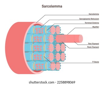 Sarcolemma, structure of muscle fiber. Educational closeup anatomical diagram. Cell membrane surrounding a skeletal muscle fiber or a cardiomyocyte. Flat vector illustration