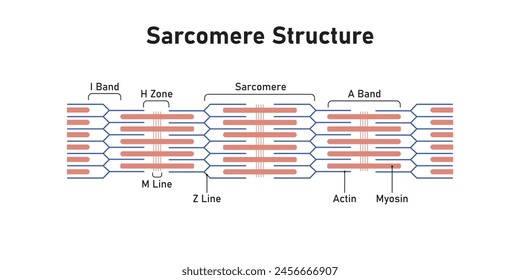 Sarcomere Structure Scientific Design. Vector Illustration.