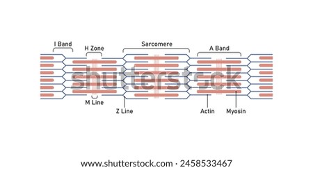 Sarcomere Structure Scientific Design. Vector Illustration.