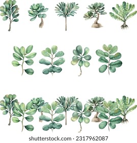 Sarcopyramis nepalensis.Set of watercolor succulents isolated on white background. Hand drawn illustration