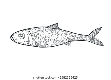 Sardine black white ink vector sketch. Monochrome fish illustration as sardine, herring, and anchovy by engraving hand drawn. Sea fish line art etch drawing for logos, packaging, and marine designs.